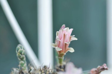 Gymnocalycium, Gymnocalycium mihanovichii veya gymnocalycium mihanovichii çiçekli veya pembe çiçekli