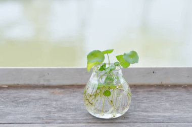 Hidrokotlu umbellata L, Su Pennywor