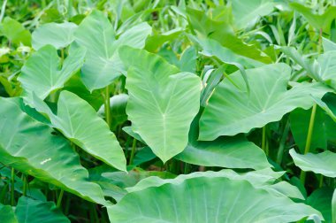 Colocasia esculenta veya araceae, Coco Yam veya Dasheen veya Eddoe veya Fil Kulak Bitkisi veya Taro bitkisi