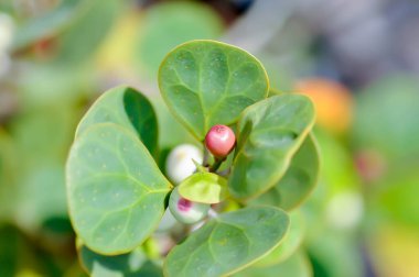 Ficus deltoidea Jack, Mistletoe Fig veya Mistletoe Plastik Bitkisi veya MoraceAE ve tohum