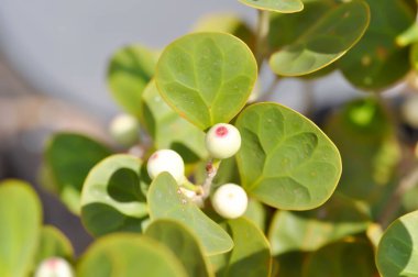 Ficus deltoidea Jack, Mistletoe Fig veya Mistletoe Plastik Bitkisi veya MoraceAE ve tohum