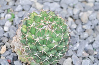 Fil dişli kaktüs, Coryphantha fili ya da Coryphantha ya da sulu