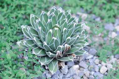 Agave Victoriae reginae,   Agave  spp or AGAVACEAE or Agave or succulent