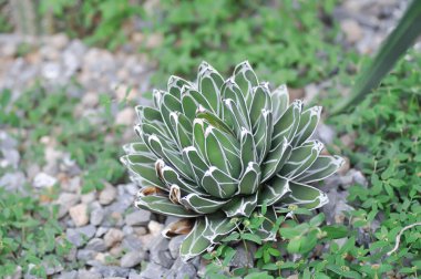 Agave Victoriae reginae,   Agave  spp or AGAVACEAE or Agave plant