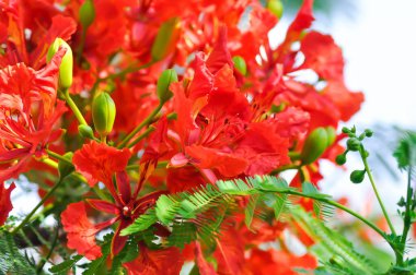 Flam boyant, The Flame tree or Royal poinciana or Delonix regia Hook Raf or FABACEAE or LEGUMINOSAE or CAESALPINIOIDEAE or CAESALPINIACEAE flower or orange flower