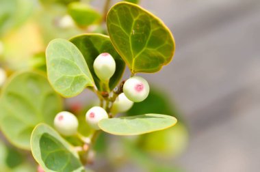 Ficus deltoidea Jack, Mistletoe Fig veya Mistletoe Plastik Bitkisi veya MoraceAE ve tohum