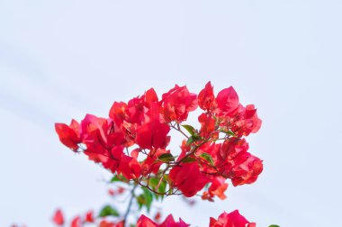 Bougainvillea veya kağıt çiçek, kırmızı kağıt çiçek ve gökyüzü arkaplanı
