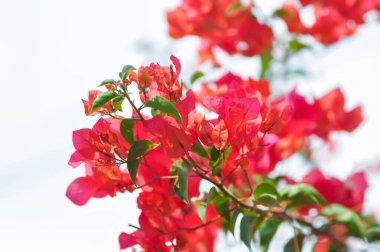 Bougainvillea veya kağıt çiçek, kırmızı kağıt çiçek ve gökyüzü arkaplanı