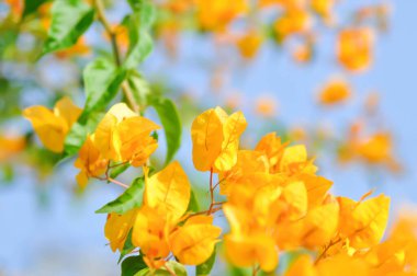 Bougainvillea veya kağıt çiçek, sarı kağıt çiçek ve gökyüzü arkaplanı