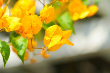 Bougainvillea ya da kağıt çiçek, bahçede sarı kağıt çiçek