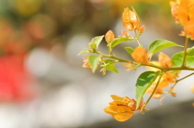 Bougainvillea ya da kağıt çiçek, bahçede sarı kağıt çiçek