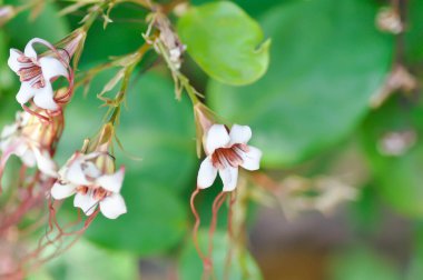 Tirbuşon çiçeği, apocynaceae veya örümcek saçı veya Strophanthus gratus veya Strophanthus preussii bahçede