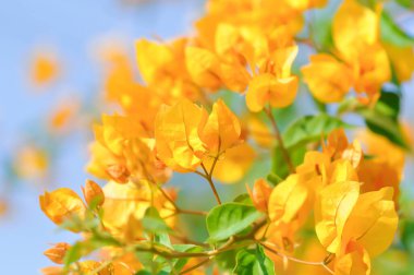 Bougainvillea veya kağıt çiçek, sarı kağıt çiçek ve gökyüzü arkaplanı