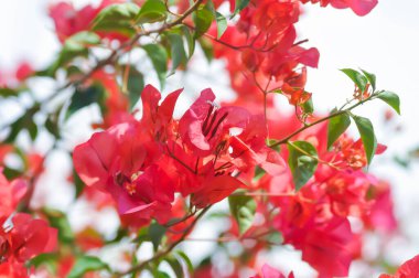 Bougainvillea veya kağıt çiçek, kırmızı kağıt çiçek ve gökyüzü arkaplanı