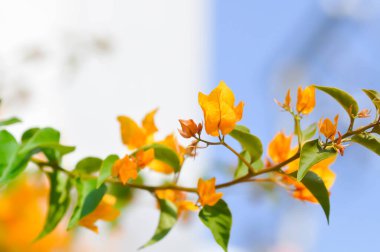 Bougainvillea veya kağıt çiçek, sarı kağıt çiçek ve gökyüzü arkaplanı