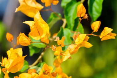 Bougainvillea ya da kağıt çiçek, bahçede sarı kağıt çiçek