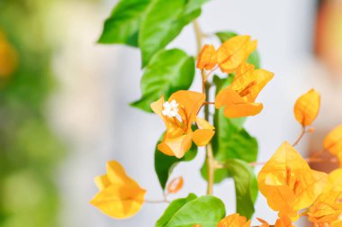 Bougainvillea ya da kağıt çiçek, bahçede sarı kağıt çiçek