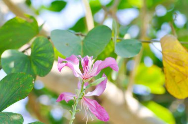 Mor Orkide Ağacı, Hong Kong Orkide Ağacı veya Mor Bauhinia veya Bauhinia Purpurea L veya ağaçta pembe çiçek