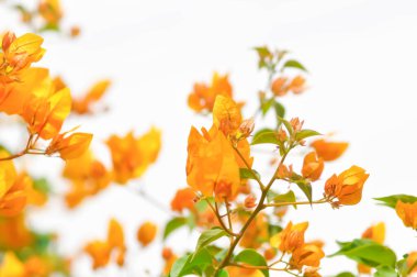 Bougainvillea veya kağıt çiçek, sarı kağıt çiçek ve gökyüzü arkaplanı