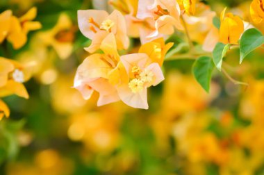 Bougainvillea ya da kağıt çiçek, bahçede sarı kağıt çiçek