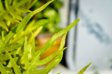 Kral eğreltiotu veya Microsorum scolopendria veya Maile parfümlü eğreltiotu veya Musk eğreltiotu veya Wart eğreltiotu, Pteris vittata L veya Pteris vittata L veya eğreltiotu veya yeşil yaprak veya polipodiyoides psödolachnopus bitkisi