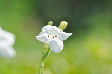 Asistasya gangetica Anderson, asistica gangetica L T Anders veya Baya veya Çin menekşesi veya Coromandel veya sürünen yüksük otu veya Ganj Primrose veya Ganj Nehri asistisnası veya Hint asistisnası veya Justicia gangetica L veya Variegata veya Yaya veya beyaz akış