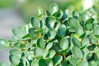 Ficus microcarpa, Ficus microcarpa L F veya Laurel fig veya defne kauçuğu veya moraceae bitkisi