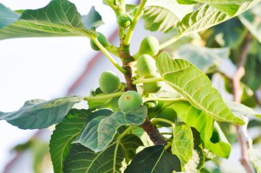 İncir, Ficus carica L veya Moraceae veya ağaçta incir tohumu