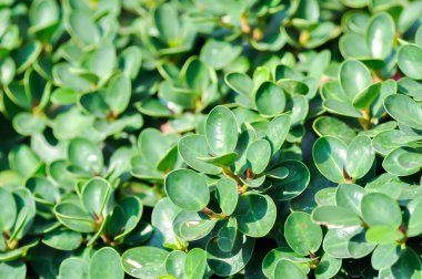 Ficus microcarpa, Ficus microcarpa L F veya Laurel fig veya defne kauçuğu veya moraceae bitkisi