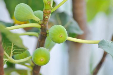 İncir, Ficus carica L veya Moraceae veya ağaçta incir tohumu
