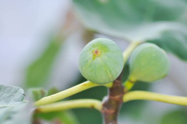 İncir, Ficus carica L veya Moraceae veya ağaçta incir tohumu