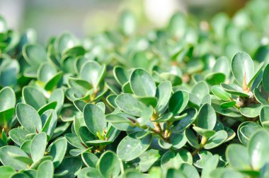 Ficus microcarpa, Ficus microcarpa L F veya Laurel fig veya defne kauçuğu veya moraceae bitkisi