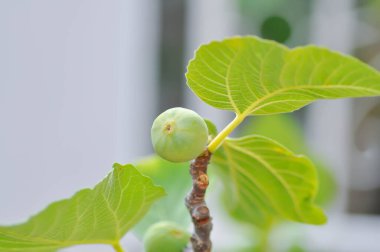 İncir, Ficus carica L veya Moraceae veya ağaçta incir tohumu
