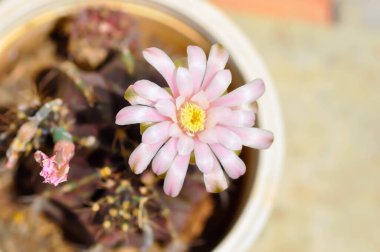 Gymnocalycium, Gymnocalycium mihanovichii ya da çiçek saksısında çiçek veya kaktüs çiçeğiyle çeşitlendirilmiş gymnocalycium mihanovichii.