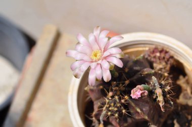 Gymnocalycium, Gymnocalycium mihanovichii ya da çiçek saksısında çiçek veya kaktüs çiçeğiyle çeşitlendirilmiş gymnocalycium mihanovichii.
