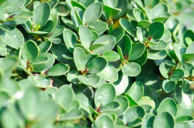 Ficus microcarpa, Ficus microcarpa L F veya Laurel fig veya defne kauçuğu veya moraceae bitkisi