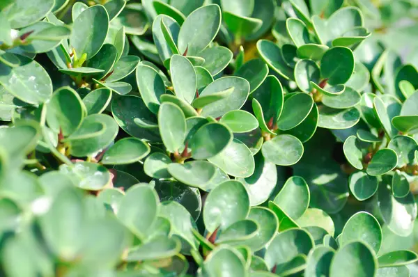 Ficus microcarpa, Ficus microcarpa L F veya Laurel fig veya defne kauçuğu veya moraceae bitkisi