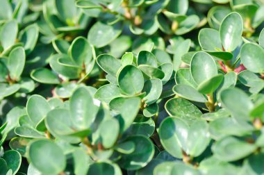 Ficus microcarpa, Ficus microcarpa L F veya Laurel fig veya defne kauçuğu veya moraceae bitkisi