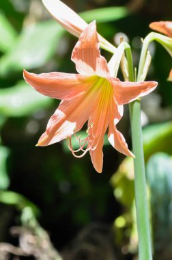 Hippeastrum puniceum, Barbados zambağı veya AMARYLLIDACEAE çiçekleri