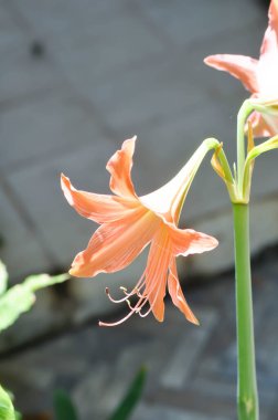 Hippeastrum puniceum, Barbados zambağı veya AMARYLLIDACEAE çiçekleri