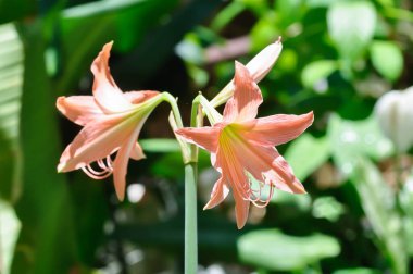 Hippeastrum puniceum, Barbados zambağı veya AMARYLLIDACEAE çiçekleri