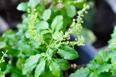 Fesleğen veya kutsal fesleğen, tatlı fesleğen veya Ocimum tenüflorum veya kutsal fesleğen veya bahçedeki lamiaceae bitkisi.