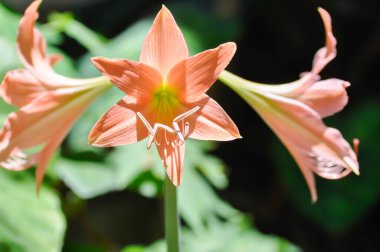 Hippeastrum puniceum, Barbados zambağı veya AMARYLLIDACEAE çiçekleri