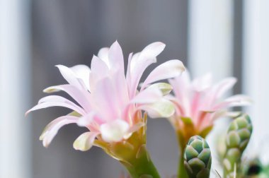 Gymnocalycium, Gymnocalycium mihanovichii veya gymnocalycium mihanovichii çiçekleri veya kaktüs çiçekleri ile çeşitlendirilmiş.