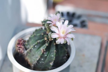 Gymnocalycium, Gymnocalycium mihanovichii veya gymnocalycium mihanovichii çiçekleri veya kaktüs çiçekleri ile çeşitlendirilmiş.