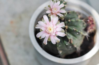 Gymnocalycium, Gymnocalycium mihanovichii veya gymnocalycium mihanovichii çiçekleri veya kaktüs çiçekleri ile çeşitlendirilmiş.