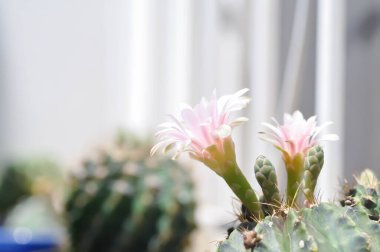 Gymnocalycium, Gymnocalycium mihanovichii veya gymnocalycium mihanovichii çiçekleri veya kaktüs çiçekleri ile çeşitlendirilmiş.
