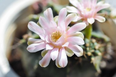 Gymnocalycium, Gymnocalycium mihanovichii veya gymnocalycium mihanovichii çiçekleri veya kaktüs çiçekleri ile çeşitlendirilmiş.