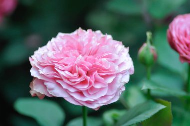 Pembe gül veya bahçe gülleri, zaide gülleri veya William Christie Rose veya Mary Rose veya Rosa Damascena değirmeni veya Rose veya Damask gülü veya Rosaceae veya pembe çiçekler