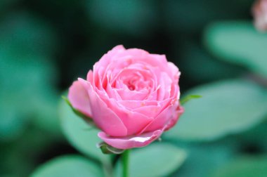 Pembe gül veya bahçe gülleri, zaide gülleri veya William Christie Rose veya Mary Rose veya Rosa Damascena değirmeni veya Rose veya Damask gülü veya Rosaceae veya pembe çiçekler